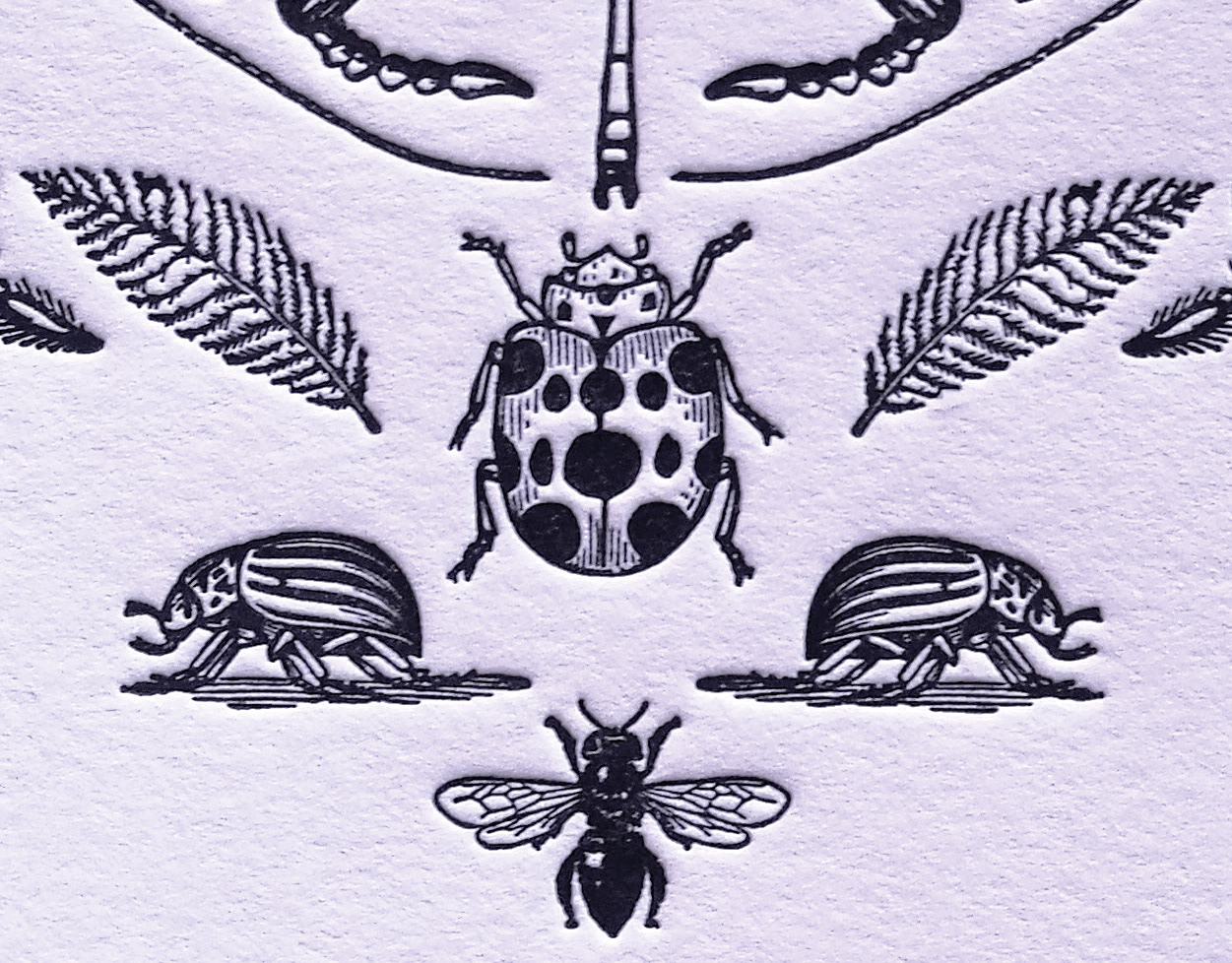 Insectos